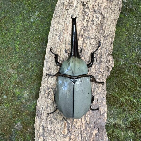 美西白兜蟲 親代♂76mm♀50mm L1-2三隻一組