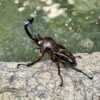 彩虹鍬形蟲 （酒紅白眼型）♂52mm 成對