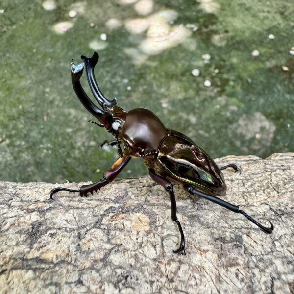彩虹鍬形蟲 （酒紅白眼型）♂52mm 成對