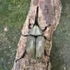 美西白兜蟲 ♂79mm 單公