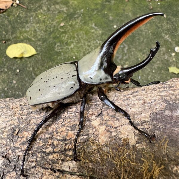 美西白兜蟲 ♂79mm 單公