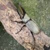 美西白兜蟲 ♂79mm 單公