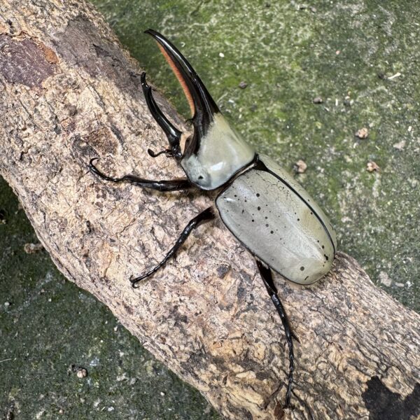 美西白兜蟲 ♂79mm 單公