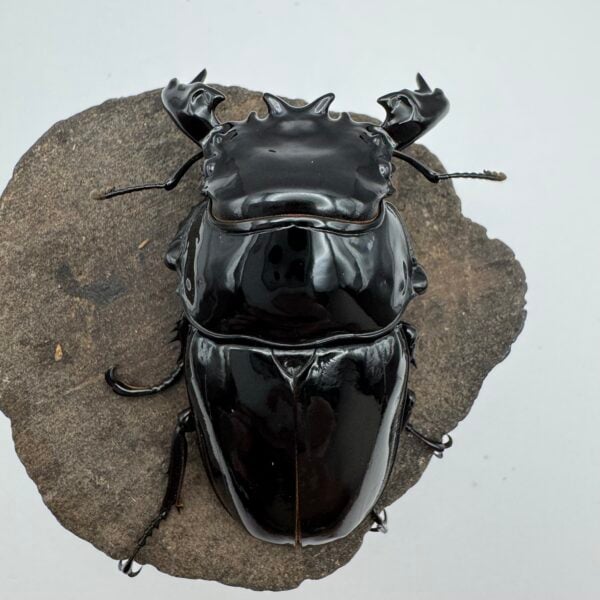 非洲大黑豔鍬形蟲 ♂68mm 成對