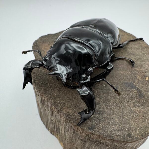 非洲大黑豔鍬形蟲 ♂68mm 成對