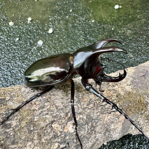 婆羅洲南洋大兜蟲 ♂74mm 成對