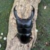 帝王扁鍬形蟲 ♂83mm 成對