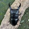 巴拉望扁鍬形蟲 （紅眼）♂89mm 成對