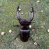 巨顎叉角鍬形蟲 HMM ♂91mm 成對