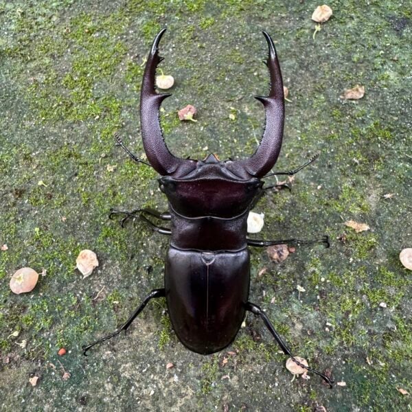 巨顎叉角鍬形蟲 HMM ♂91mm 成對