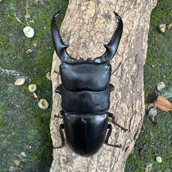 巴拉望扁鍬形蟲 ♂92mm 成對