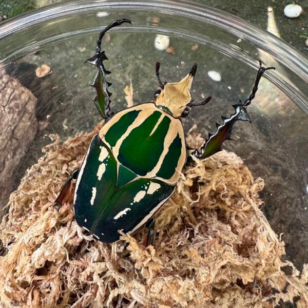 烏干達花金龜 ♂51mm 成對