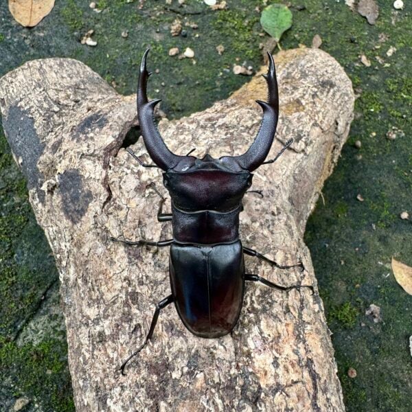 巨顎叉角鍬形蟲 HMM ♂92mm 成對