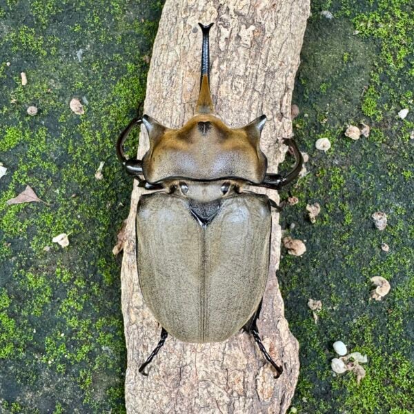毛象大兜蟲 ♂123mm ♀76mm 成對