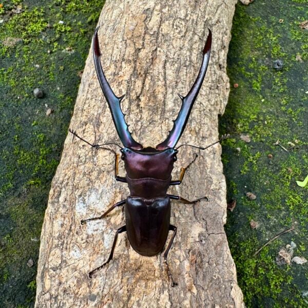 美他力彿細身赤鍬形蟲（湖水綠血統）♂72mm 成對