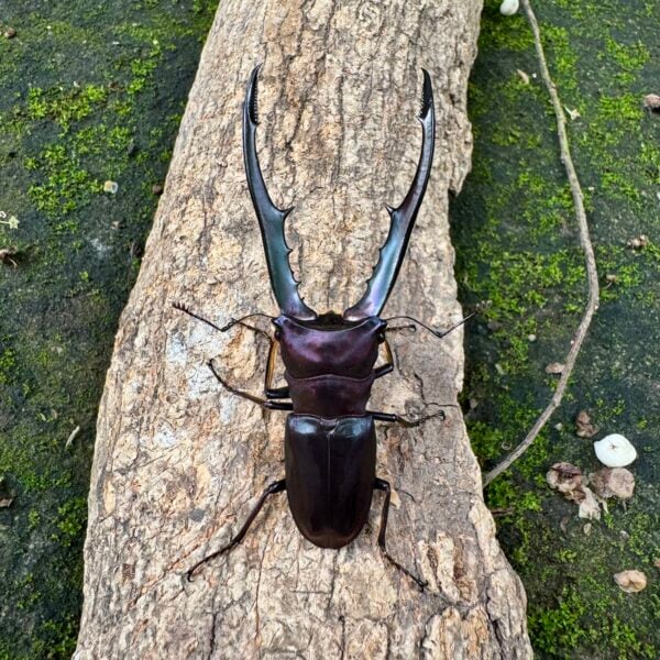 美他力彿細身赤鍬形蟲（湖水綠血統）♂71mm 成對