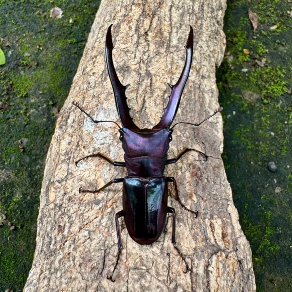 美他力彿細身赤鍬形蟲（湖水綠血統）♂69mm 成對