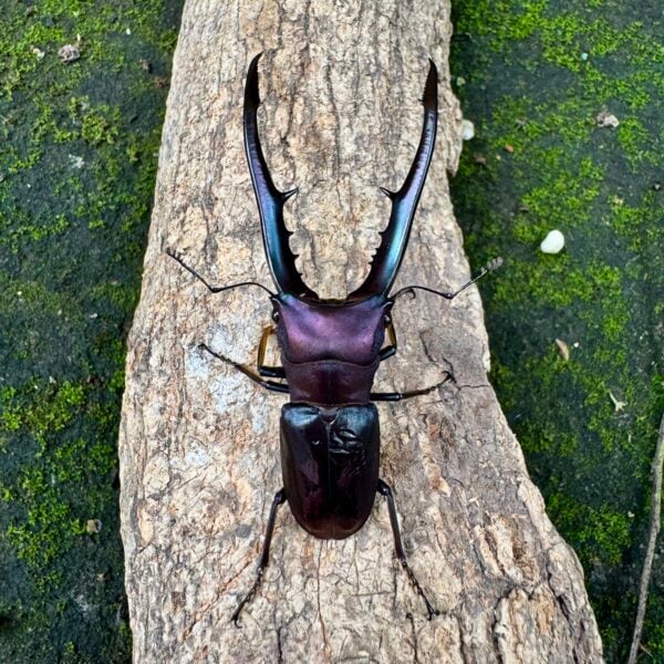 美他力彿細身赤鍬形蟲（湖水綠血統）♂74mm 成對