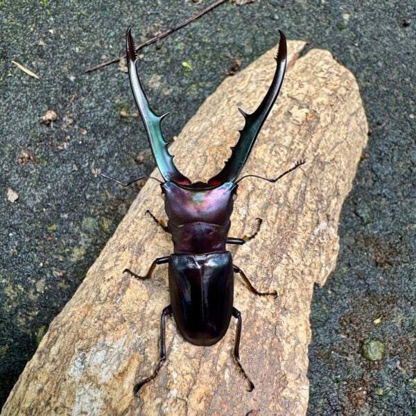 美他力彿細身赤鍬形蟲（湖水綠血統）♂71mm 白眼成對