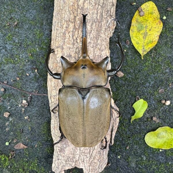 毛象大兜蟲 ♂122mm ♀75mm 成對