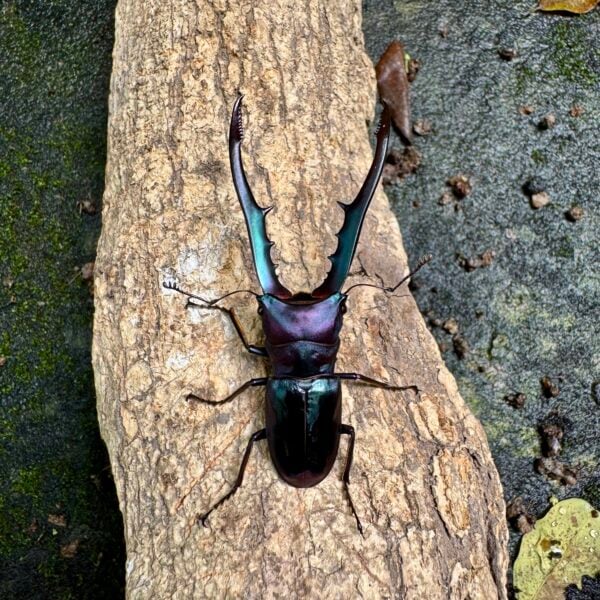 美他力彿細身赤鍬形蟲（閃亮湖水綠）♂69mm 成對