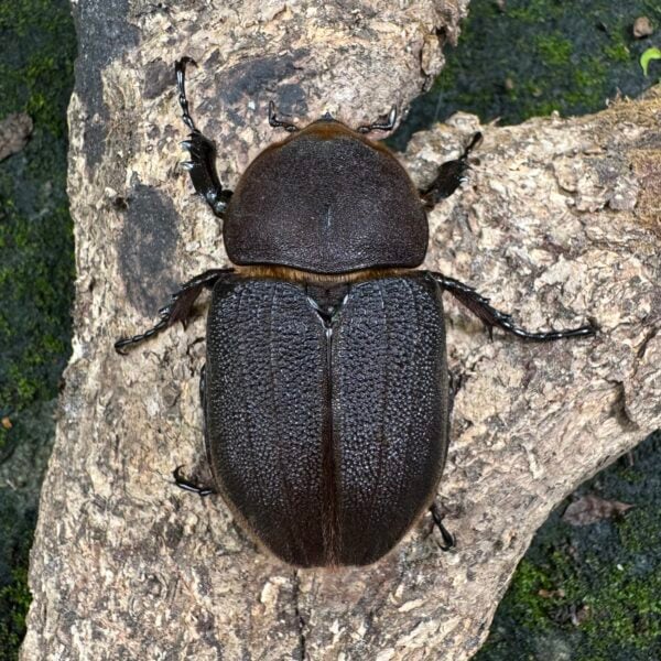 長戟大兜蟲DHH（粗短血） ♀69mm 單母