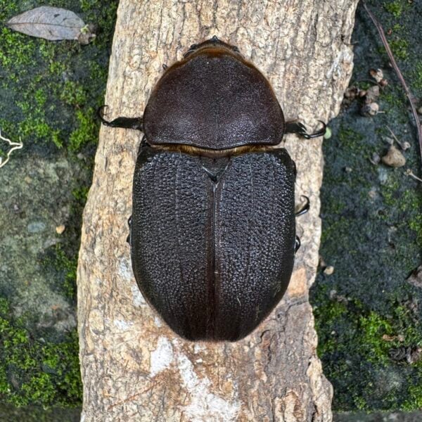 長戟大兜蟲DHH（粗短血） ♀66mm 單母