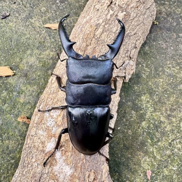 巴拉望扁鍬形蟲 ♂97mm 成對