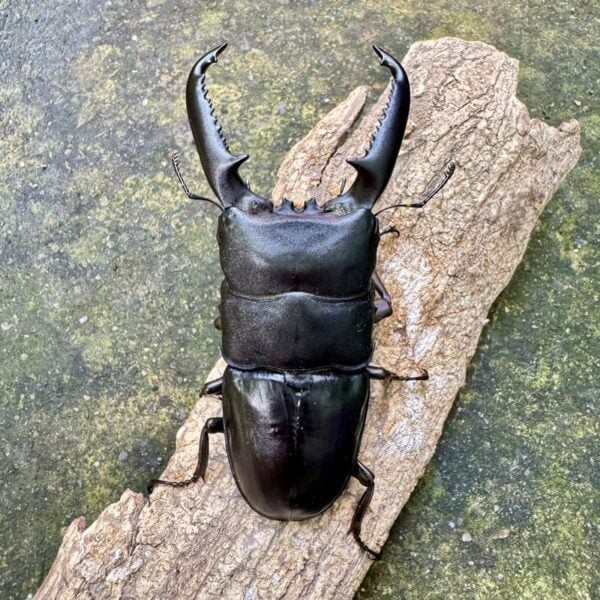 巴拉望扁鍬形蟲 ♂100mm 成對