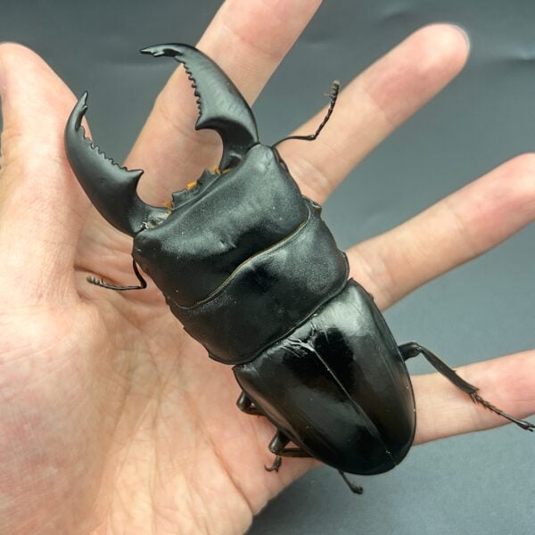 亞齊巨扁鍬形蟲 ♂101mm 大型成對