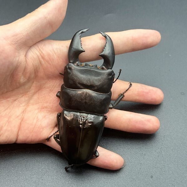 亞齊巨扁鍬形蟲 ♂97mm 成對