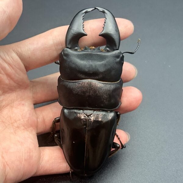 亞齊巨扁鍬形蟲 ♂97mm 成對
