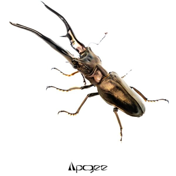 蒙奇龍細身赤 (Mapia) ♂ 85mm 超大型單公