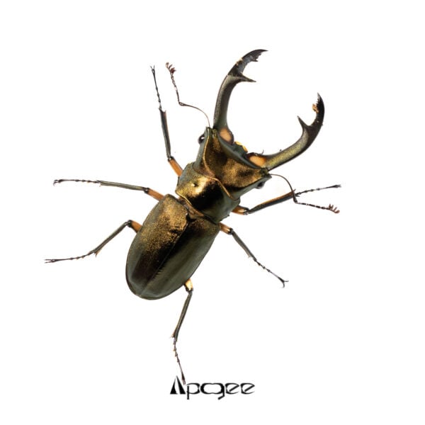 紅鹿細身赤鍬形蟲 ♂60 mm 成對 (親代102）