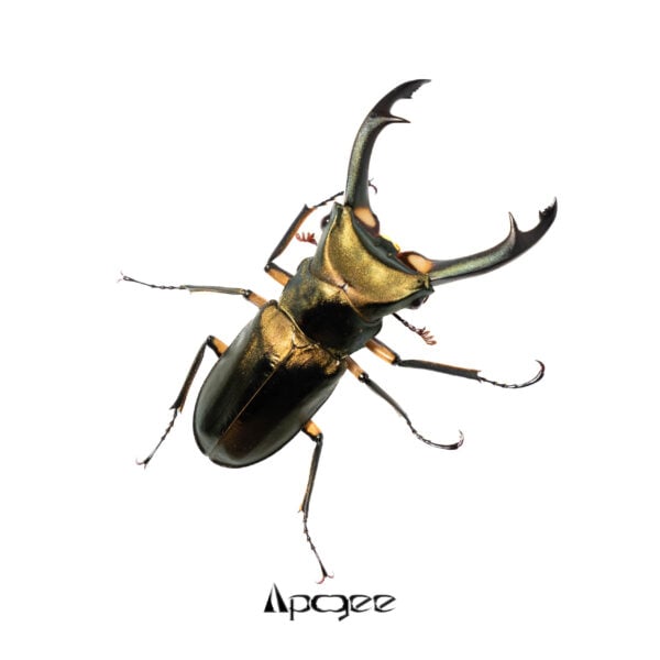 紅鹿細身赤鍬形蟲 ♂64 mm 成對 (親代102）