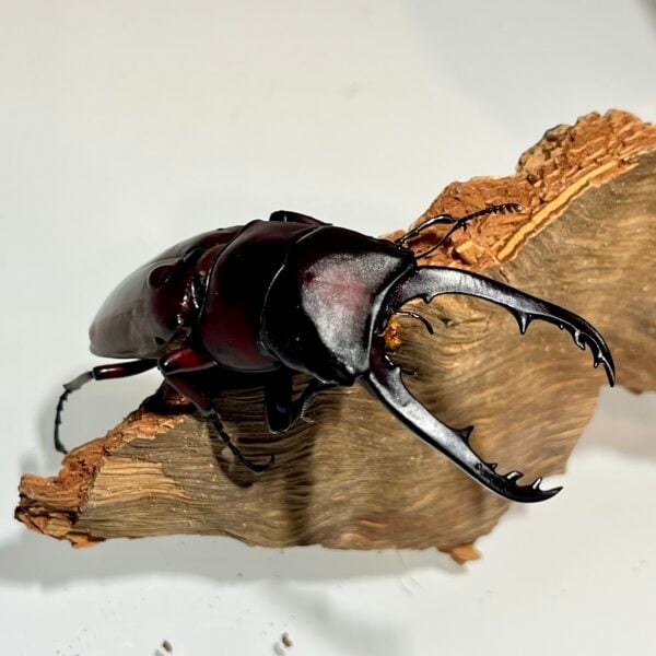 酒紅鋸鍬形蟲 (印尼產) ♂61mm 單公