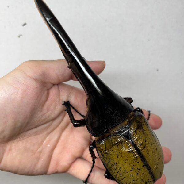 長戟大兜蟲 DHH 親代♂171mm L1-L2三隻一組 B組
