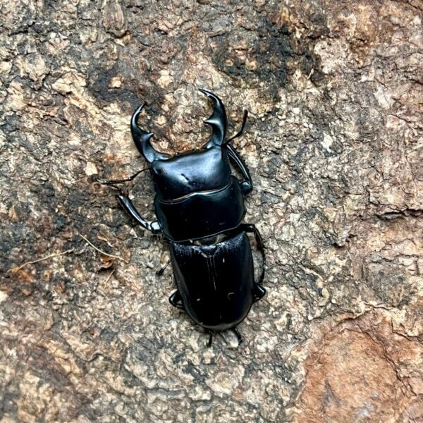 臺灣條背大鍬形蟲 ♂39mm 單公