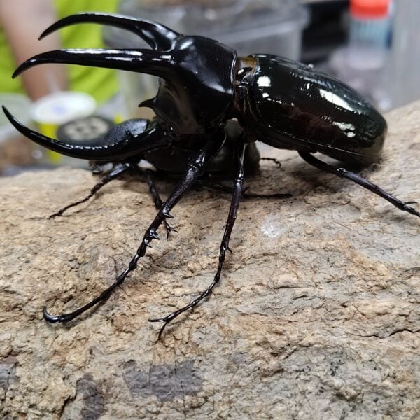 婆羅洲南洋大兜蟲 親代♂101mm ♀Allsize L1~L2 3隻一組 B組