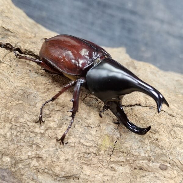 綠島姬兜蟲 ♂58mm 成對