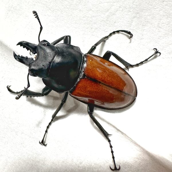 紅圓翅鍬形蟲（新竹縣.泰崗）♂44mm 對蟲 A