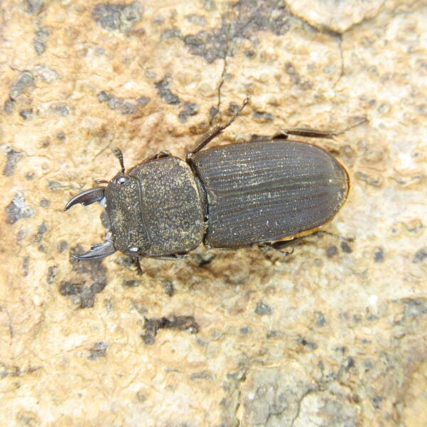 直顎鏽鍬形蟲（WF1）♂ 20mm 成對