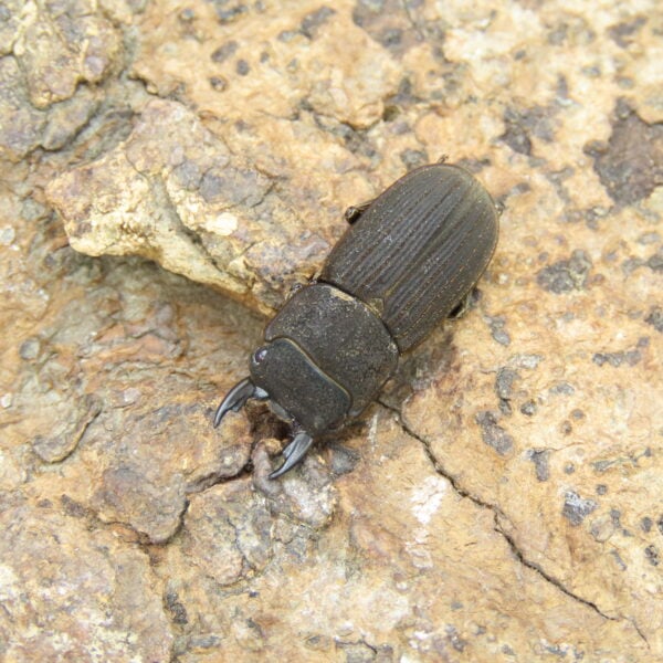 直顎鏽鍬形蟲（WF1）♂ 21mm 成對