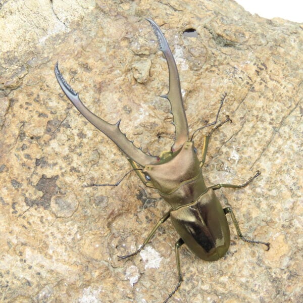 美他利佛細身赤鍬形蟲CMF（WF1）♂ 68mm 成對