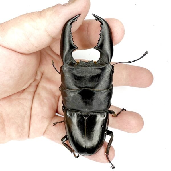 亞齊巨扁鍬形蟲（kuni血統）♂97mm 成對