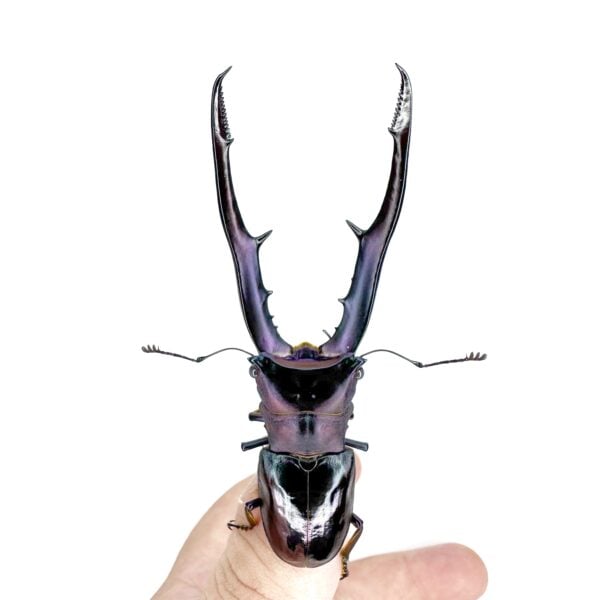 美他力佛細身赤鍬形蟲（白眼湖水綠血統）♂78mm 成對