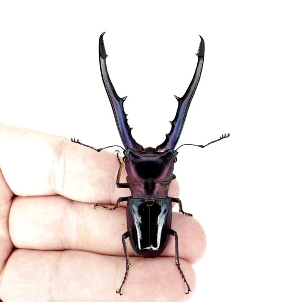 美他力佛細身赤鍬形蟲（湖水綠血統）♂70mm+ 成對