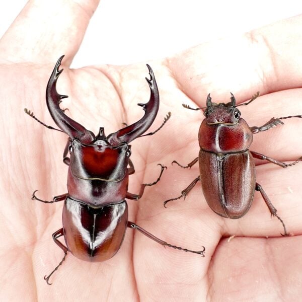 吐噶喇鋸鍬形蟲 ♂58mm 成對