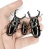 漆黑鹿角鍬形蟲 ♂50mm+ 兩公一母