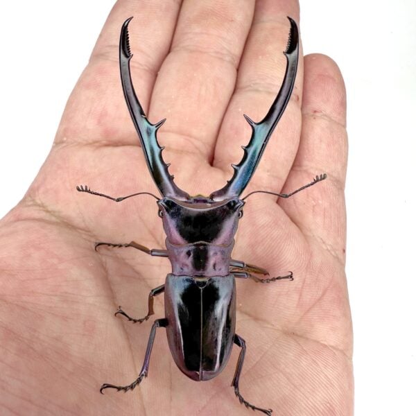 美他力佛細身赤鍬形蟲（湖水綠血統.鈦色表現）♂70mm+ 成對